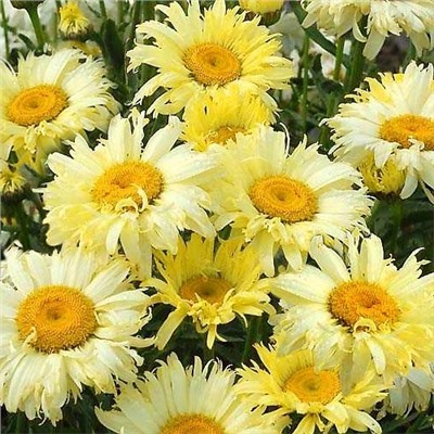 Саженцы Нивяник наибольший Голдсмит, арт.: 69994