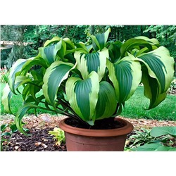 Корень Хоста Манки Бизнес, арт.: 75215