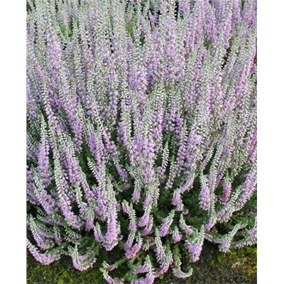 Вереск обыкновенный Сильвер Найт, арт.: 73267