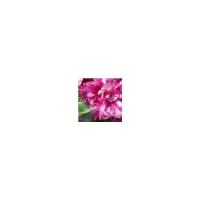 Adenium Obesum Double Flower TT 15 (mutation)