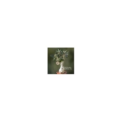 Подвеска средняя ЛИСТ III серебряный (Folium)