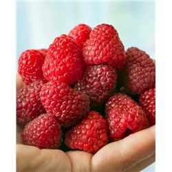 Саженцы Саженцы Малина Дашкина радость, арт.: 69195