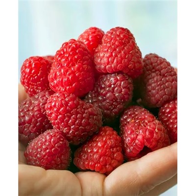 Саженцы Саженцы Малина Дашкина радость, арт.: 69195