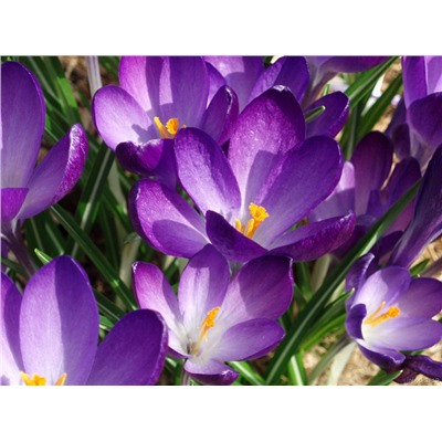 Крокус Barr's Purple "Барс Пурпл" 5шт