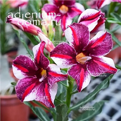 Adenium Obesum Desert Rose MAGARET STAR
