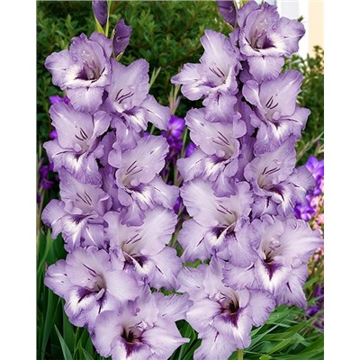Луковицы Гладиолус Голубка, арт.: 74991
