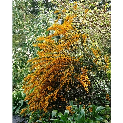 Саженцы Барбарис Дарвина, арт.: 74868