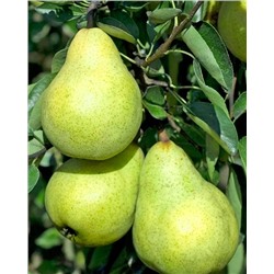 Саженцы Груша Ноябрьская, арт.: 74563