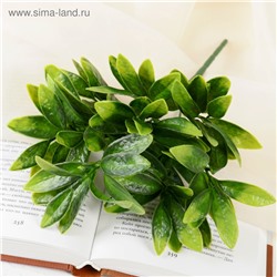 Букет фикус 22см