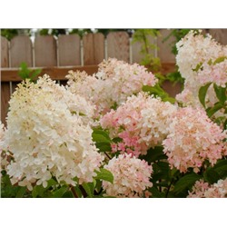 Гортензия метельчатая Little Blossom "Литл Блоссом" Р9