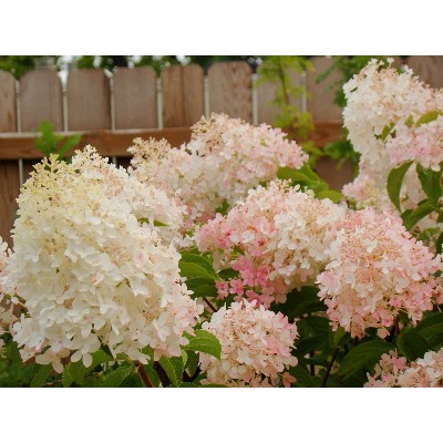 Гортензия метельчатая Little Blossom "Литл Блоссом" Р9
