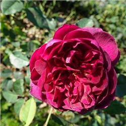Darcey Bussell "Дарси Басселл"