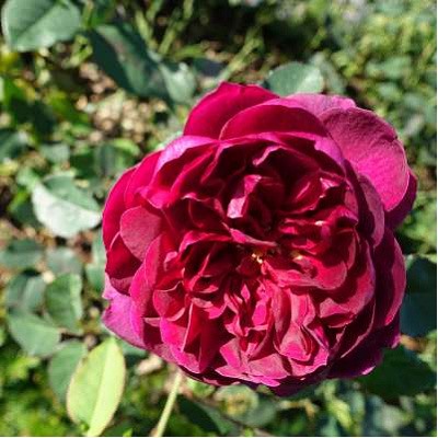 Darcey Bussell "Дарси Басселл"