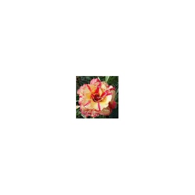 Adenium Obesum Double Flower SV08
