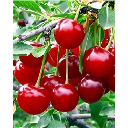 Саженцы Вишня Звёздочка, арт.: 74550