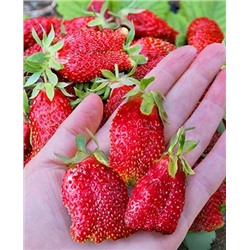 Саженцы Земклуника Петровна, арт.: 70250