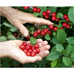 Саженцы Вишня войлочная Лето, арт.: 74957