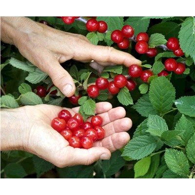 Саженцы Вишня войлочная Лето, арт.: 74957