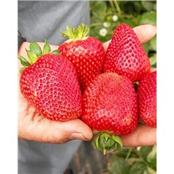 Саженцы Клубника (Земляника) садовая Сибилла, арт.: 74531