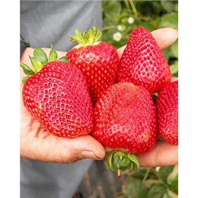 Саженцы Клубника (Земляника) садовая Сибилла, арт.: 74531