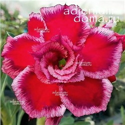 Adenium Obesum Double Flower SUNSET DREAM