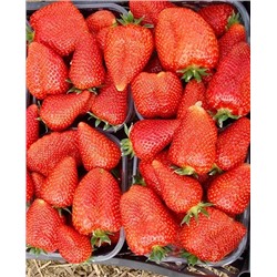 Саженцы Клубники (Земляники) садовой Сирия, арт.: 69466