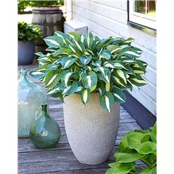 Корень Хоста Пин ап, арт.: 74883