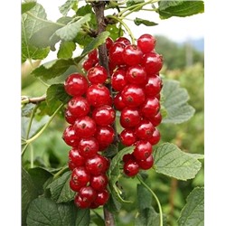 Саженцы Смородина Ильинка, арт.: 73769