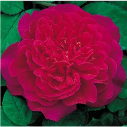 Sophy’s Rose "Софи Роуз"