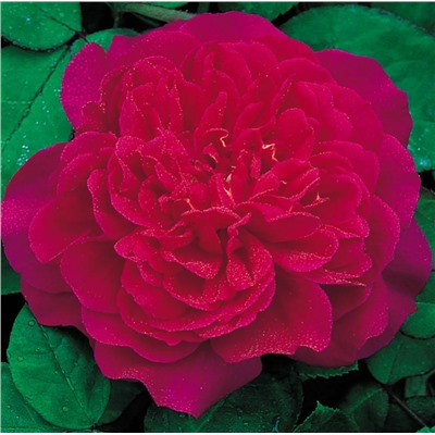Sophy’s Rose "Софи Роуз"