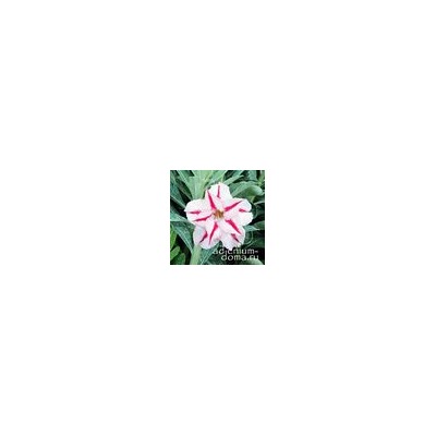 Adenium Obesum Double Flower NEW-234