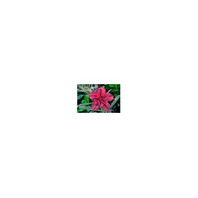 Adenium Obesum Double Flower NEW-242