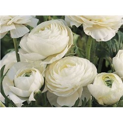 Лютик белый "Ranunculus White" 10шт