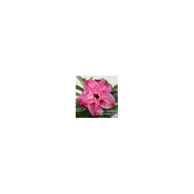 Adenium Obesum Double Flower TT 15