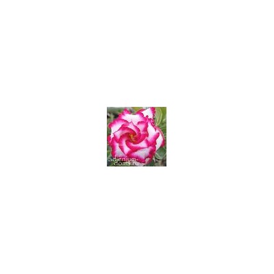 Adenium Obesum Double Flower ROYAL EMPRESS