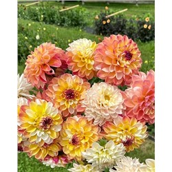 Клубни Георгин декоративный Дабл Джилл, арт.: 74614