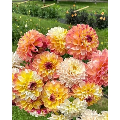 Клубни Георгин декоративный Дабл Джилл, арт.: 74614