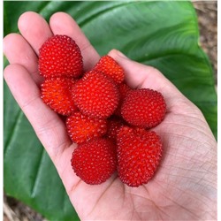 Саженцы Малина соблазнительная, арт.: 75090