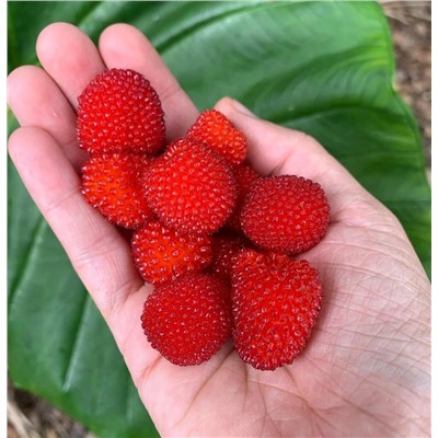 Саженцы Малина соблазнительная, арт.: 75090