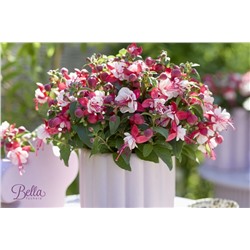 Набор фуксий №1