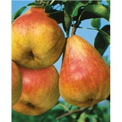 Саженцы Груша летняя СЕВЕРЯНКА, арт.: 20031