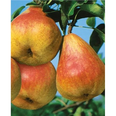 Саженцы Груша летняя СЕВЕРЯНКА, арт.: 20031