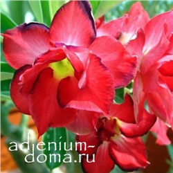Adenium Obesum Double Flower DOXON