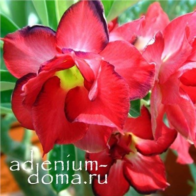 Adenium Obesum Double Flower DOXON