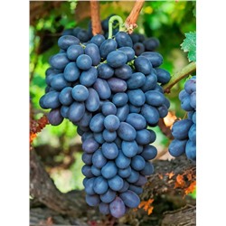 Виноград Руслан, арт.: 75120