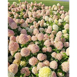 Саженцы Гортензия метельчатая Литл Коттон Крим, арт.: 9583