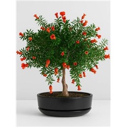 Набор д/создания бонсай "Сад Радости", "Гранат"