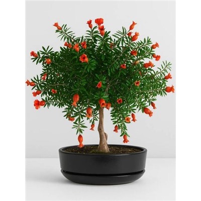 Набор д/создания бонсай "Сад Радости", "Гранат"