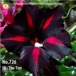 Adenium Obesum Desert Rose THU TIM