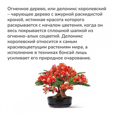 Набор д/создания бонсай "Сад Радости", "Делоникс королевский"